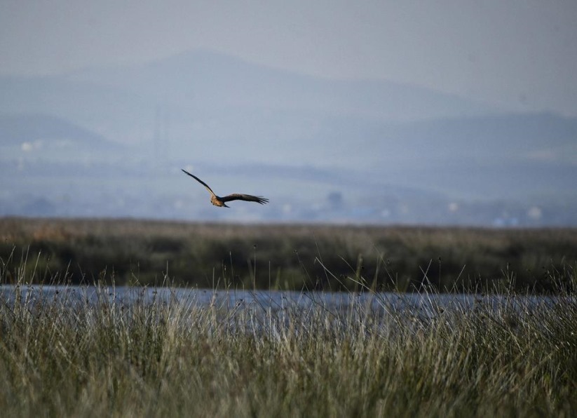 Samsun'da Kızılırmak Deltası'nda kuğularla görsel şölen