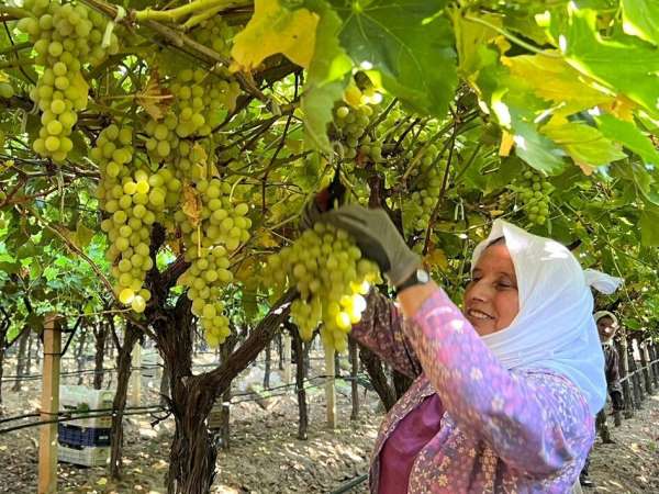 Sarıgöl'de kadın işçi yevmiyeleri 100 TL zamlandı