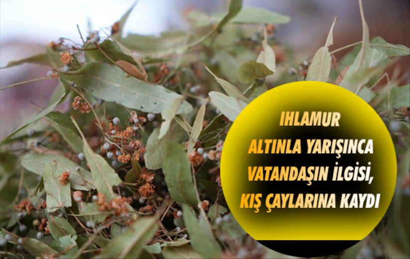 Ihlamur altınla yarışınca ilgi, kış çaylarına kaydı