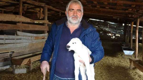 Yozgat'ta yetiştiriciler yeni doğan kuzularla sürülerini büyütüyor