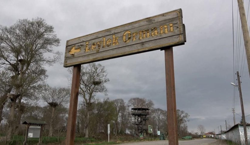 Samsun'da Leylek Ormanı'na ilk erkek leylekler geldi