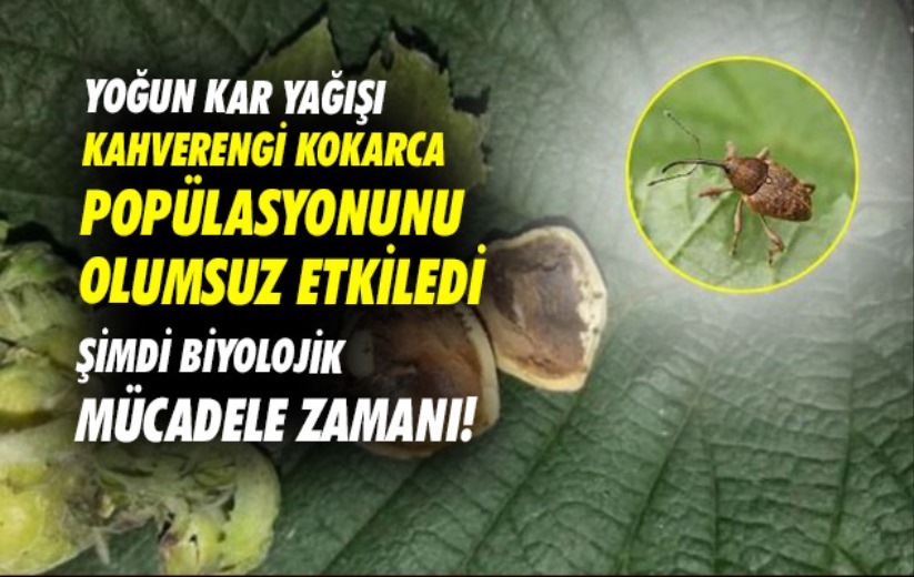 Kahverengi kokarca ile mücadelenin yarını