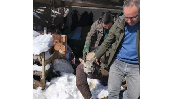 Dikenli tele takılan karaca yavrusunu ekipler kurtardı