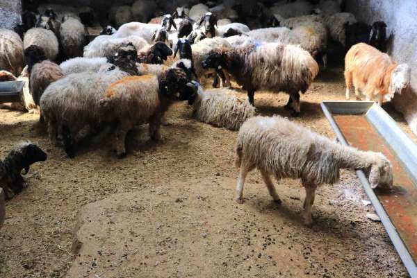Aracılar koyunları ahırda tutup fiyat yükseltiyor - Adana haber