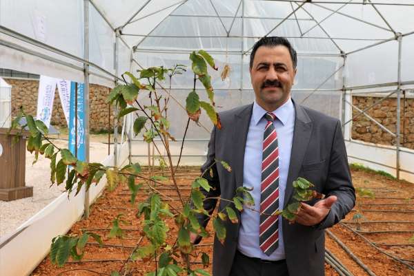 Prof Dr Ekrem Kalan: 'Kahve Alanya'dan gelecek' - Antalya haber