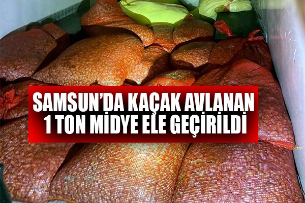 Samsun'da kaçak avlanan 1 ton midye denize geri bırakıldı