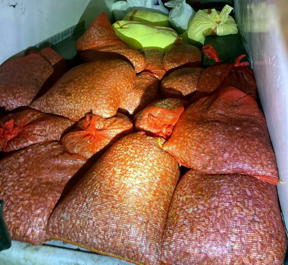 Samsun'da kaçak avlanan 1 ton midye denize geri bırakıldı