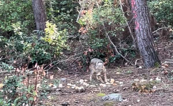 Önce karnını doyurdu, sonra gözden kayboldu