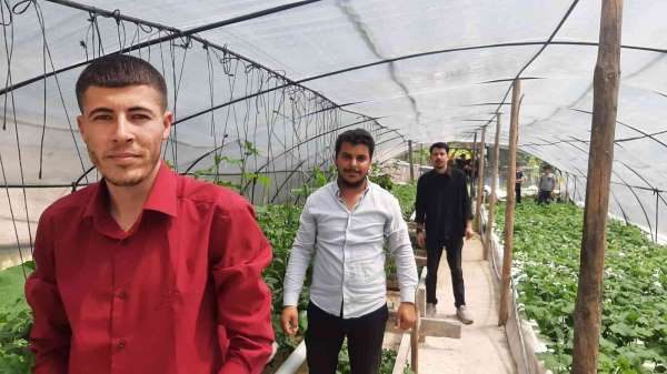 İzledikleri videodan etkilenip sera kuran gençler topraksız tarım yapıyor - Osmaniye haber