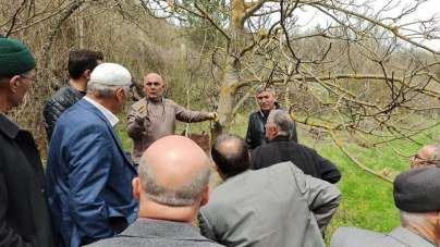Kastamonu'da üreticilere 'meyve ağaçlarında budama ve aşılama' eğitimi verildi