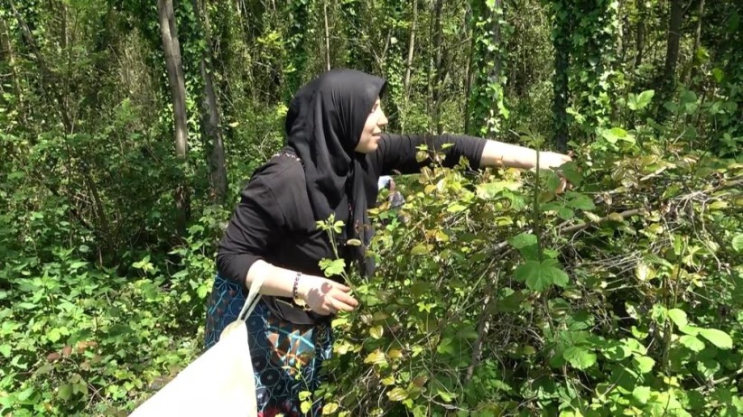 Doğanın şifalı otu 'kırçan'ın sezonu Samsun'da başladı