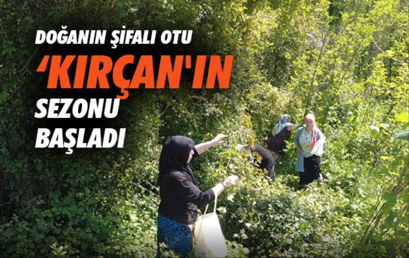 Doğanın şifalı otu 'kırçan'ın sezonu Samsun'da başladı