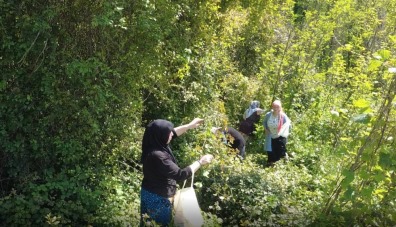 Doğanın şifalı otu 'kırçan'ın sezonu Samsun'da başladı