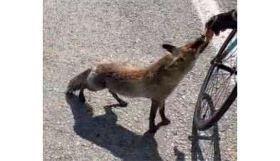 Tarihi yarımadanın maskotu olan tilki, sporcunun elinden beslendi