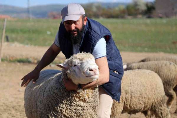 Gümüşhane'de 'Ile de France' ırkı koyunlar üreticinin yüzünü güldürüyor - Gümüşhane haber