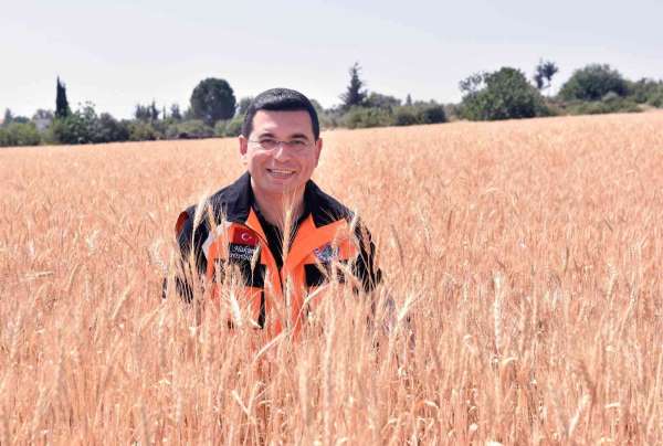 Kepez'in buğday tarlalarında hasat zamanı - Antalya haber