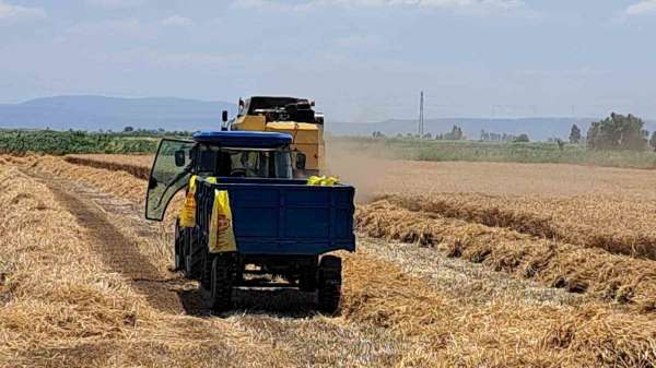 Söke Ovası'nda Buğday hasadı gecikmeli de olsa başladı