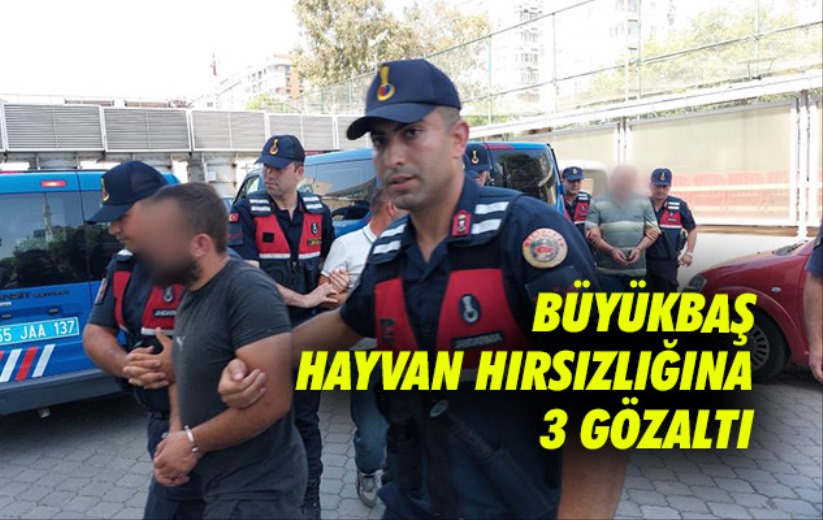 Samsun'da büyükbaş hayvan hırsızlığına 3 gözaltı