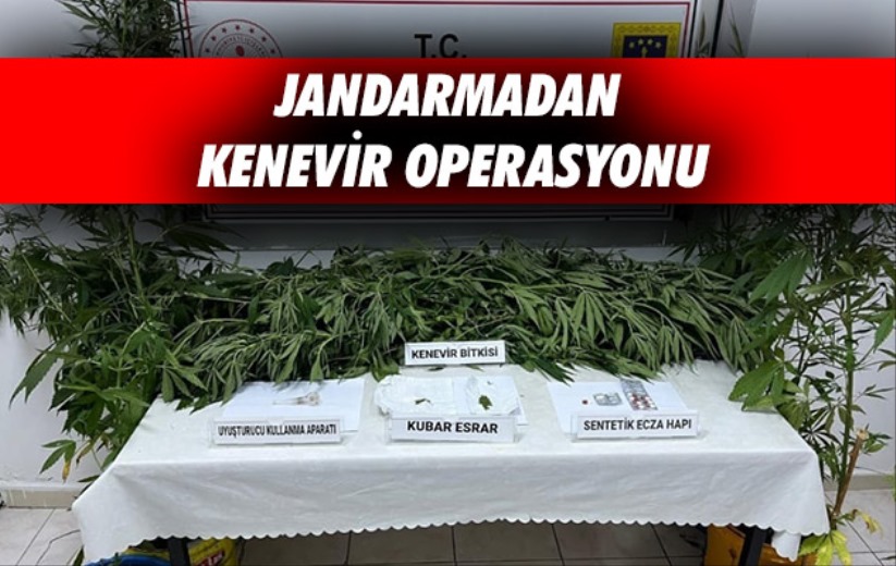 Samsun'da Jandarmadan kenevir operasyonu