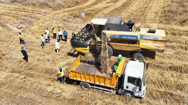 Tarsus'ta yerli tohum buğday hasadı yapıldı