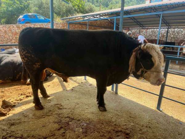 1 ton 300 kiloluk tosun 430 Bin TL'ye satıldı