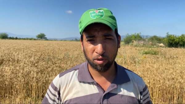 Osmaniye'de mevsim nedeniyle buğday hasadı geç başladı