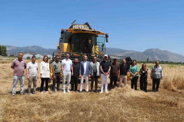 Söke Belediyesi'nde yeni sezonun buğday hasadı
