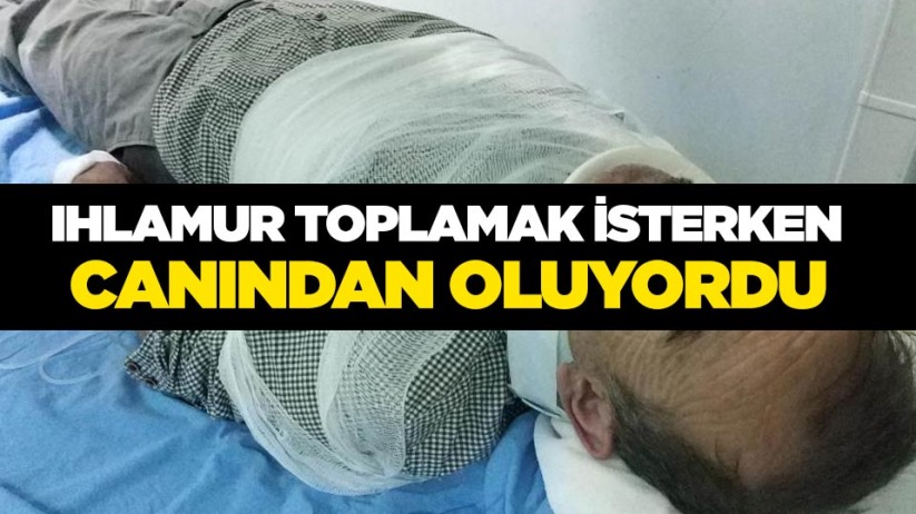 Ihlamur toplamak isterken canından oluyordu