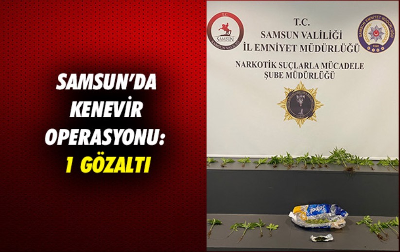 Samsun'da kenevir operasyonu: 1 gözaltı