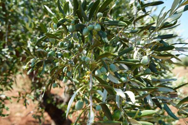 Kilis'te zeytin ve zeytinyağında yüksek rekolte beklentisi üreticiyi sevindirdi