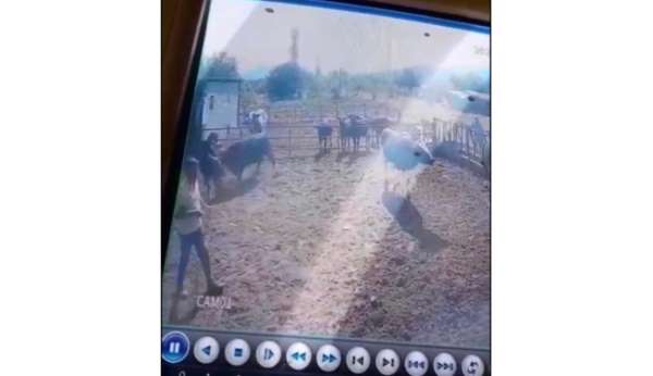 Isparta'da beslediği boğanın saldırısına uğrayan adam ağır yaralandı