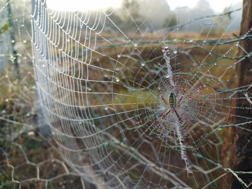 Samsun'da örümceklerden sanat eseri gibi ağlar