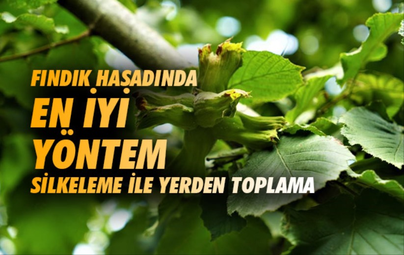 Fındık hasadında en iyi yöntem silkeleme ile yerden toplama