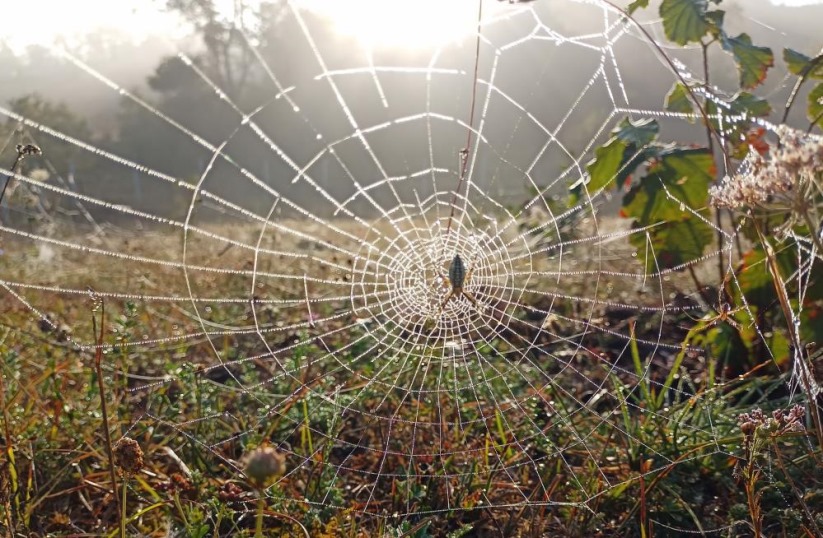Samsun'da örümceklerden sanat eseri gibi ağlar