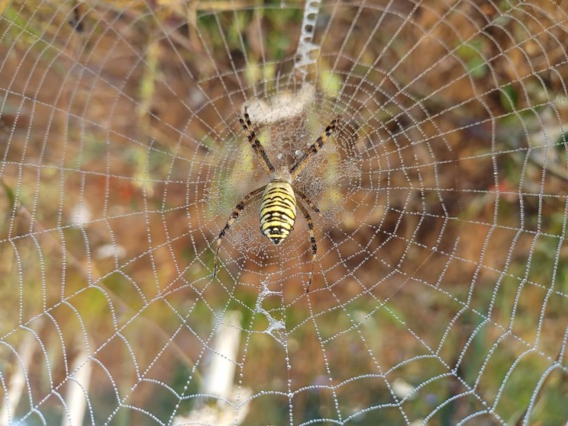 Samsun'da örümceklerden sanat eseri gibi ağlar