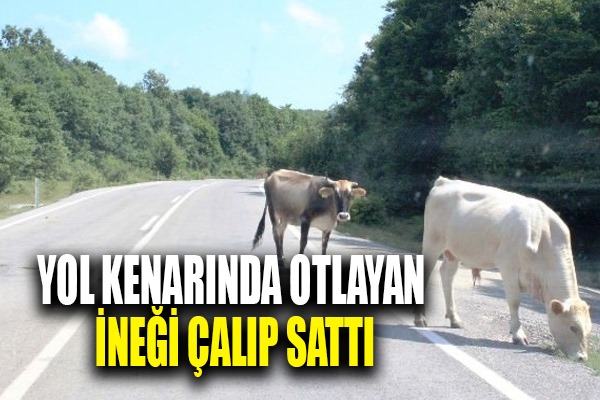 Yol kenarında otlayan ineği çalıp sattı