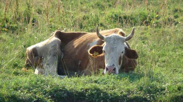 Ardahan'da şap korkusu