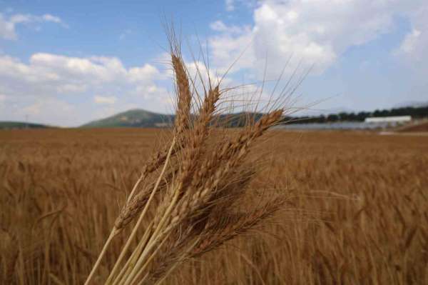 Atıl araziler ekonomiye kazandırıldı: Yerli tohumla rekolte yüz güldürdü