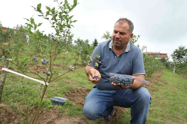 Ordu'da mavi yemiş üretimi yüz güldürüyor: Kilogramı 500 TL