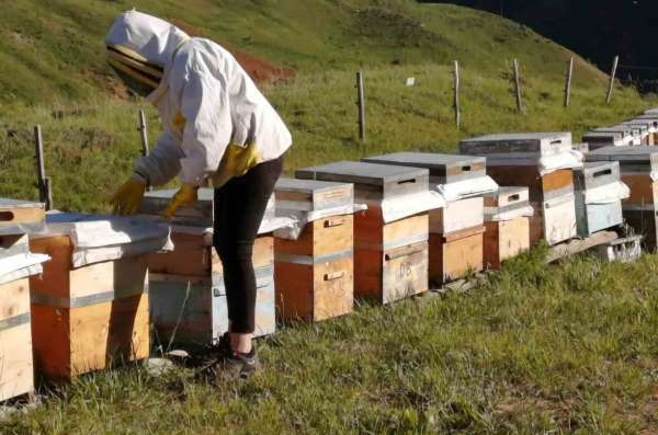 Tunceli Arıcı Yetiştiricileri Birliği bal alım fiyatlarını açıkladı