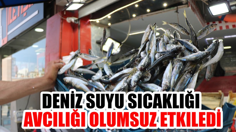 Deniz suyu sıcaklığı avcılığı olumsuz etkiledi