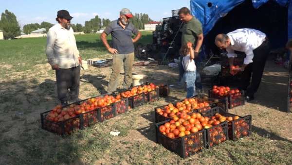 Antalya'nın ihraç domatesi Erciş'te hayat buldu