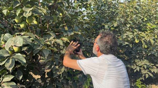 Cennet hurması üreticilerine 'Akdeniz meyve sineği' uyarısı