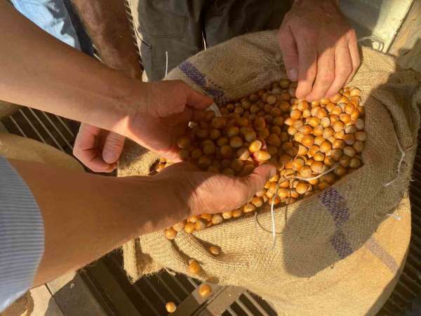 Giresun'da fındık fiyatını randıman belirliyor