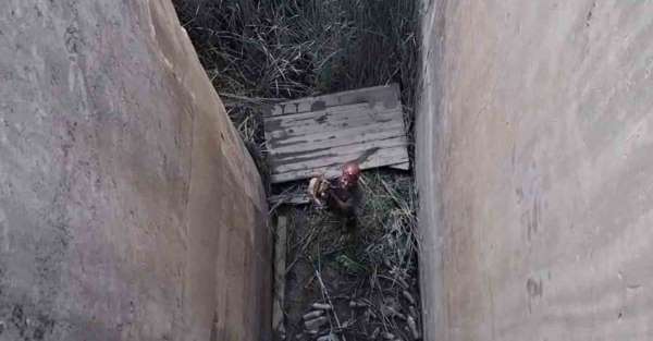 Koruma altındaki dağ keçisi için özel kurtarma operasyonu