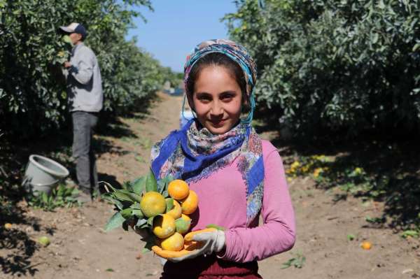 Adana'da mandalina hasadı sürüyor, fiyatı 1 liraya düştü