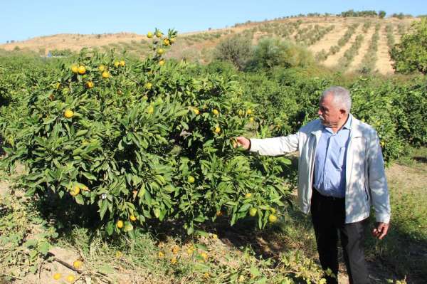 Meşhur satsuma mandalinada 'yok yılı'