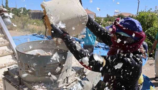 Aksaray'dan yurt dışına gönderilecek organik sarımsakların ekimi başladı