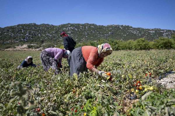 Mersin'de üreticiye yüzde 70 hibeli domates fidesi desteği