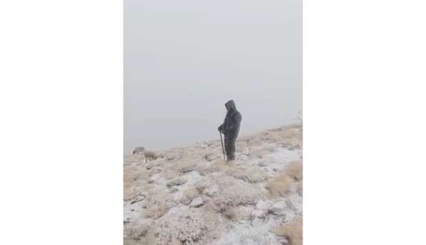 Tunceli'de yüksek kesimlere kar yağdı: Koyunlar karlar altında otladı